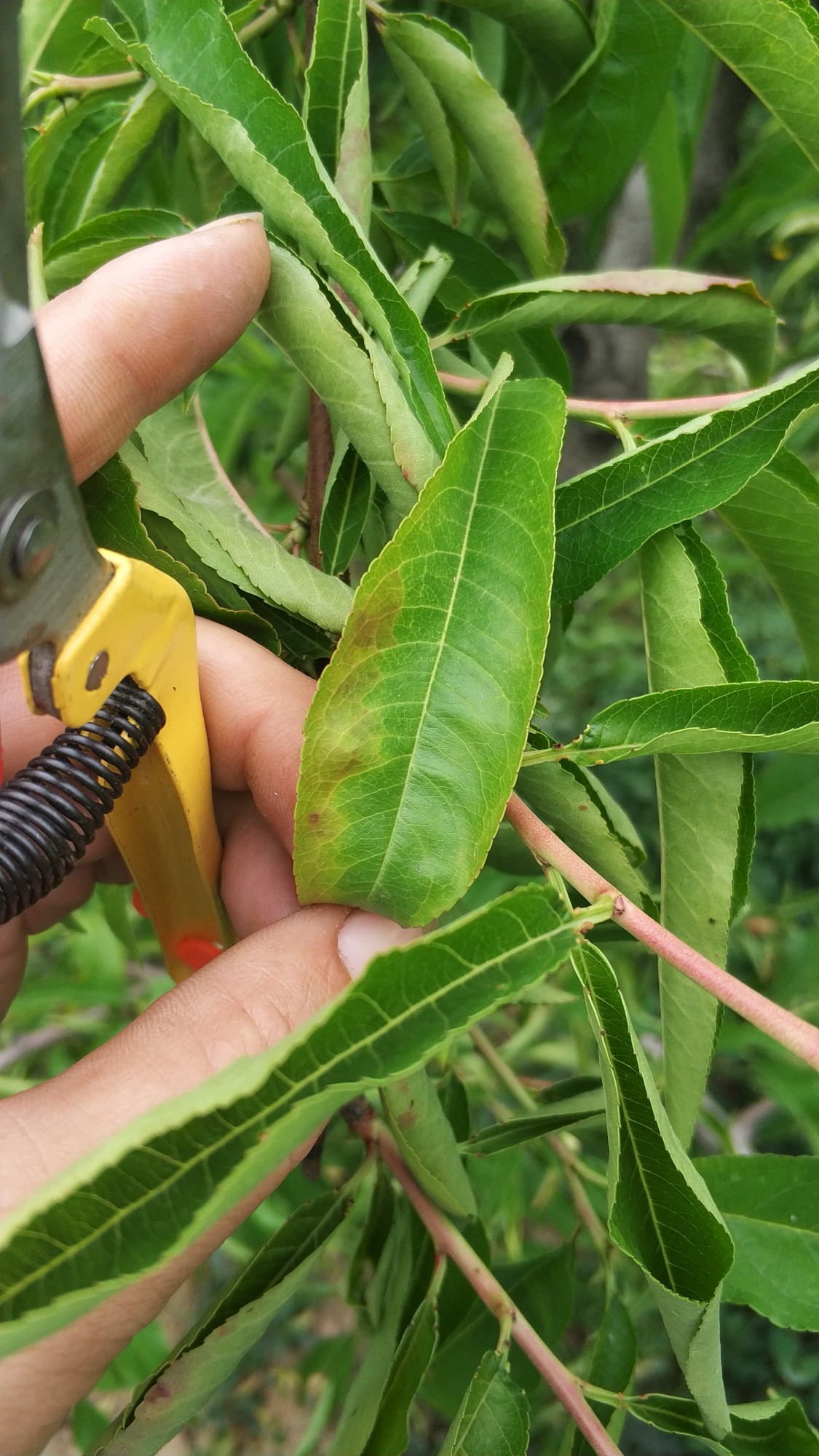 果友专家麻烦看下:桃叶子小而卷